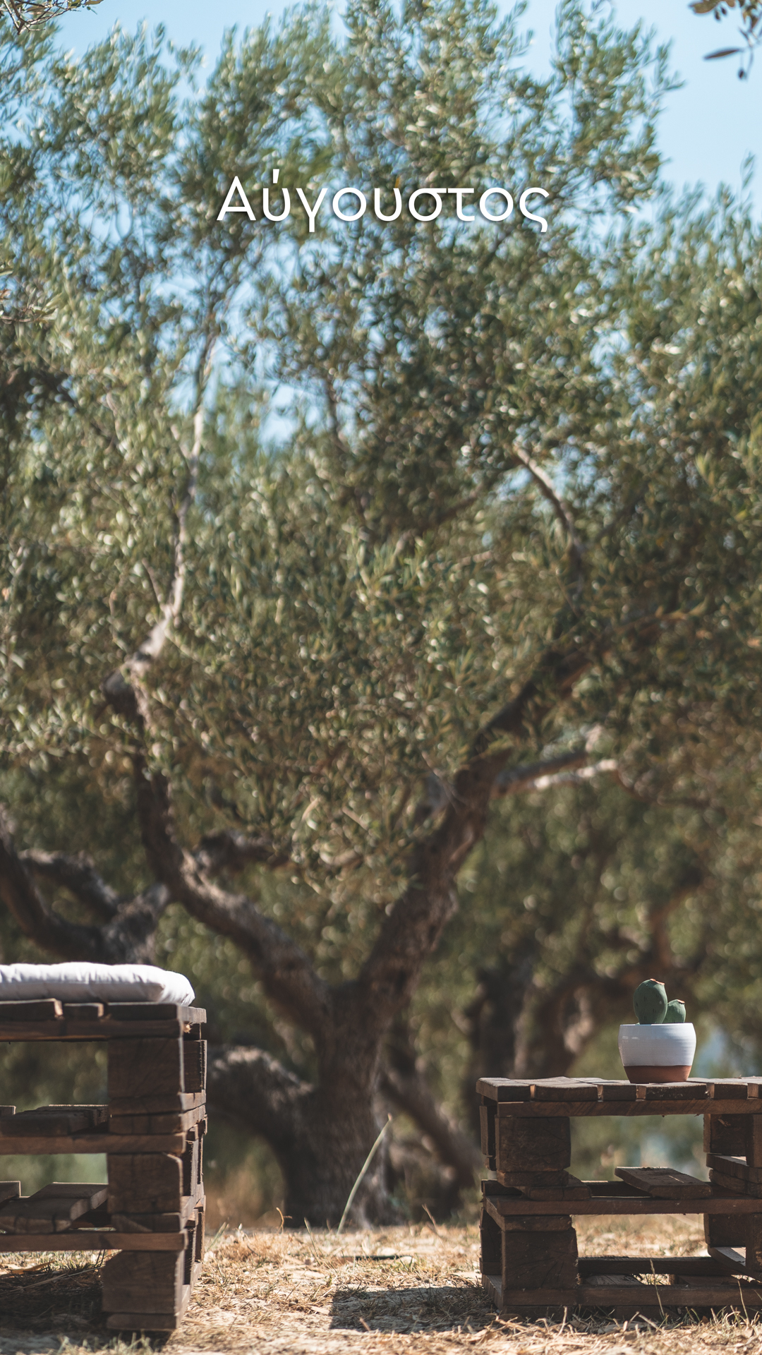 Picnic Basket in the Olive Groves